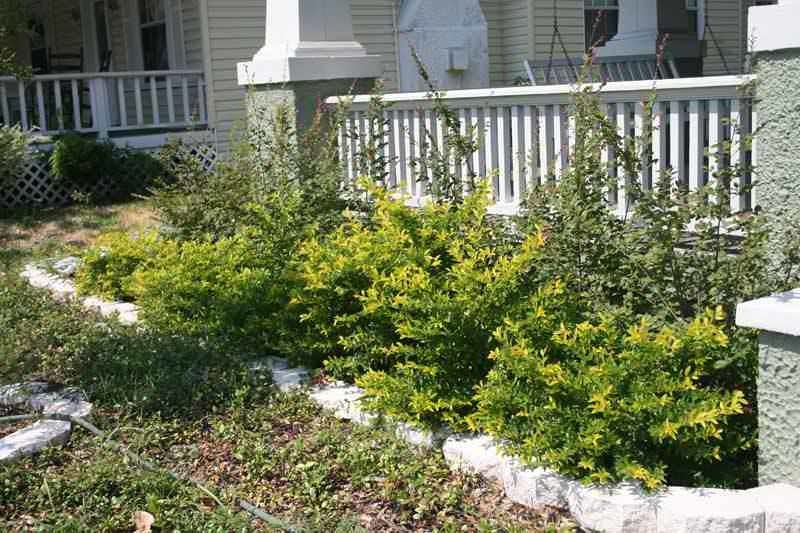 ECHO HC-165 Before preliminary trimming