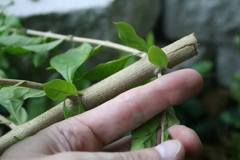 ECHO HC-165 24โณ Hedge Trimmer power cutting