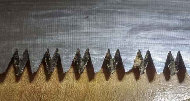 Silky Sugio japanese teeth