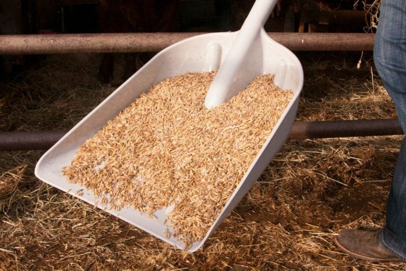 Using a snow shovel for spreading fertilizer, feed, or seed