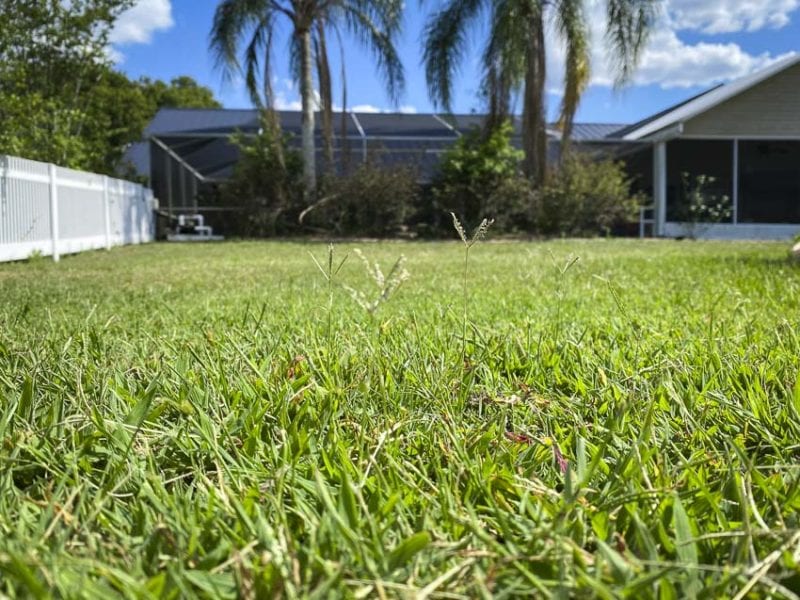 When to Fertilize Your Lawn