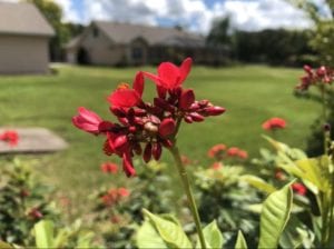 iPhone 8 Plus camera photo