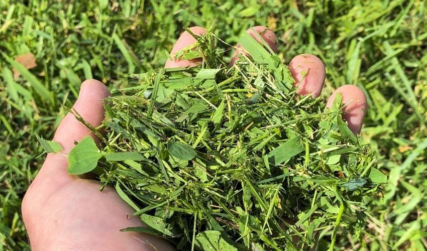 Mulching Grass the Right Way for a Healthier Lawn