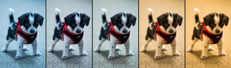 White Balance Puppy Dog