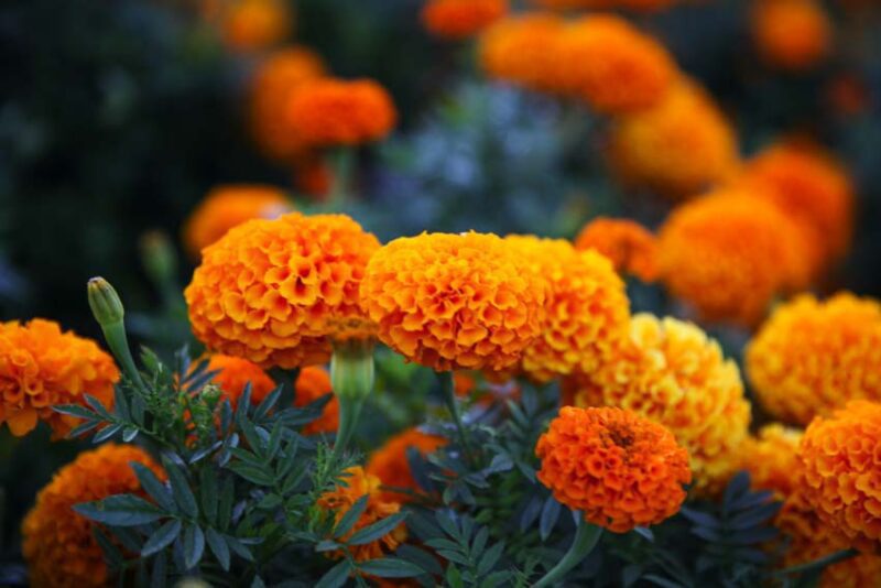 Plants that repel mosquitoes: marigold