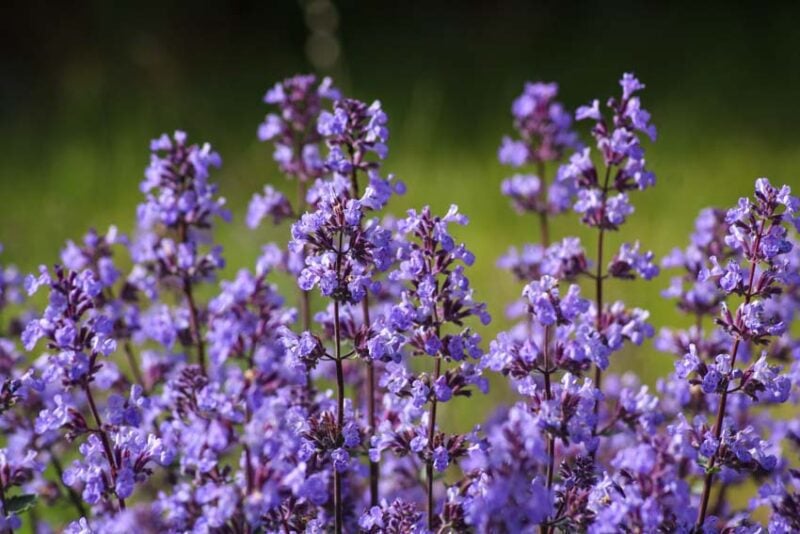 Plants that repel mosquitoes: catnip