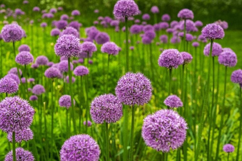 Plants that repel mosquitoes: Allium