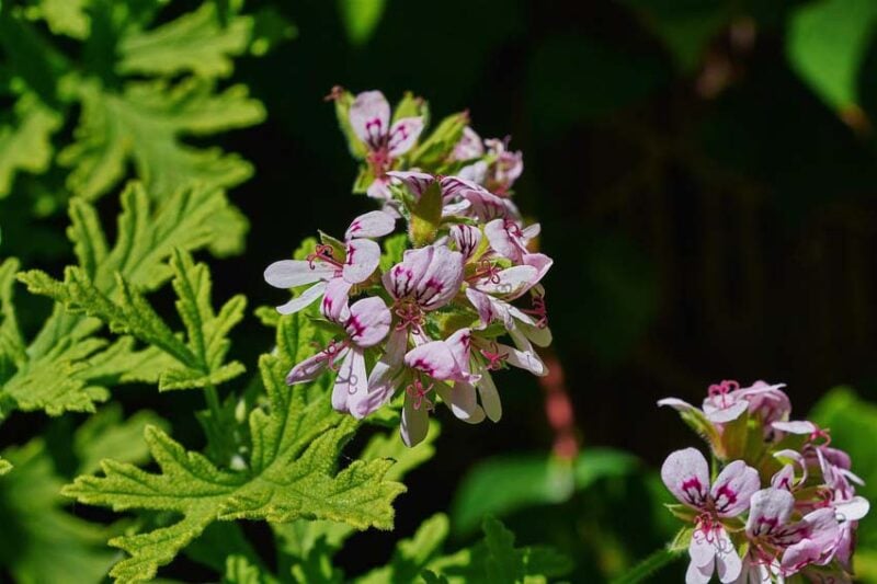 Plants that repel mosquitoes: lemon geranium