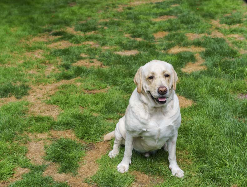 pet related lawn damage