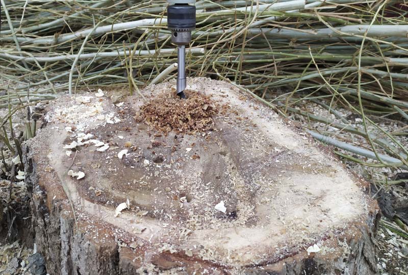 drilling tree stump for chemical removal method