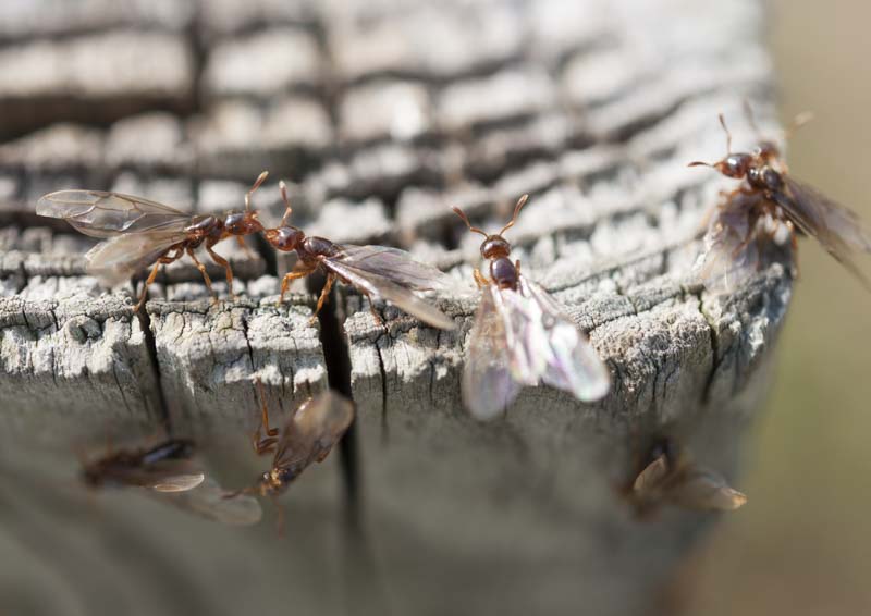 how to kill tree stumps to prevent insects