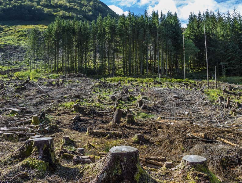 Sustainability is an important consideration when choosing wood. Logging companies have overharvested some types of timber trees, resulting in deforestation.